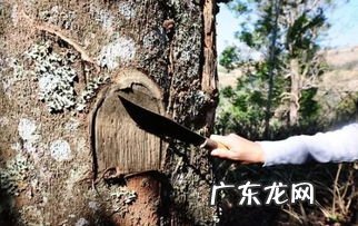 木加怎么念 木加差念什么字组词