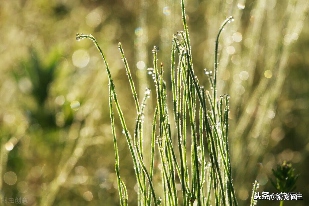 风疹病毒最佳治疗方法 风疹 治疗方法