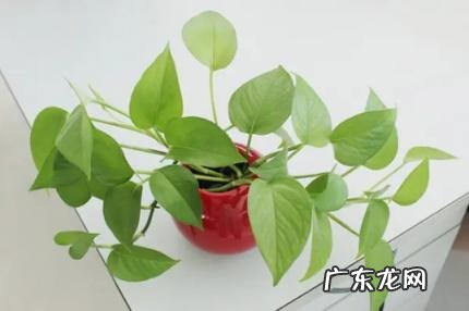 绿萝发黄怎么办 绿萝发黄是甲醛超标吗