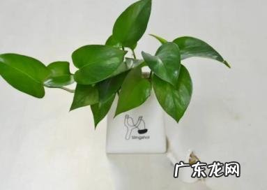 绿萝发黄怎么办 绿萝发黄是甲醛超标吗