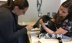 猫是属阴还是属阳 猫的属性阴性还是阳性