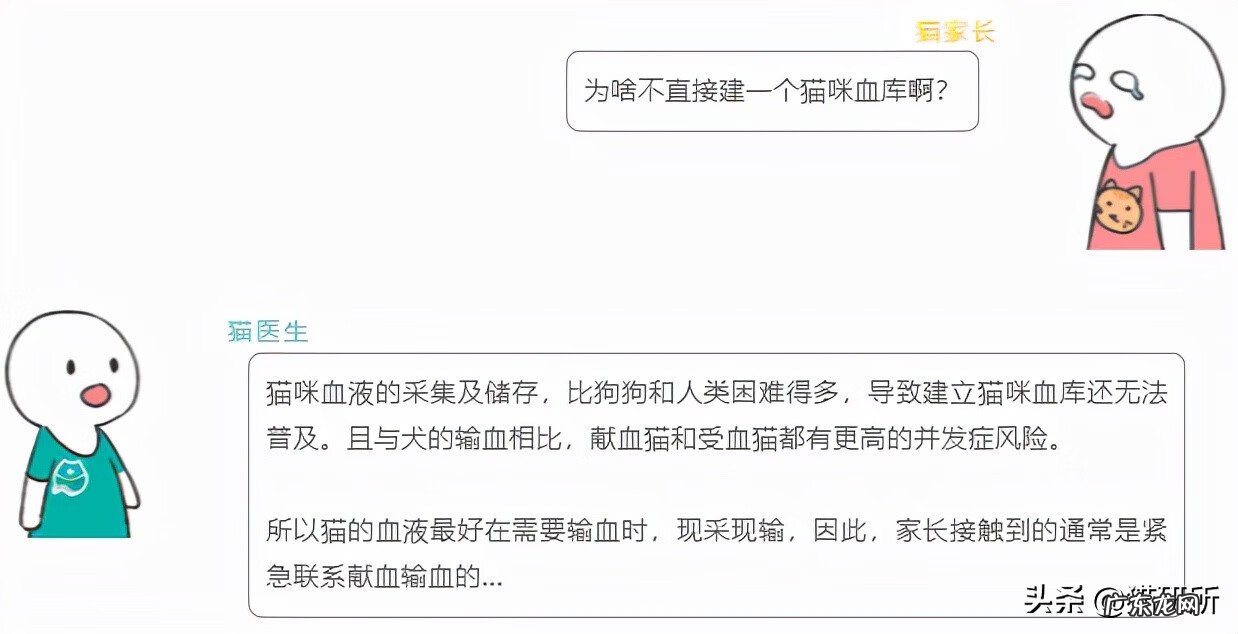 猫是属阴还是属阳 猫的属性阴性还是阳性