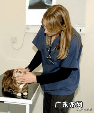 猫是属阴还是属阳 猫的属性阴性还是阳性