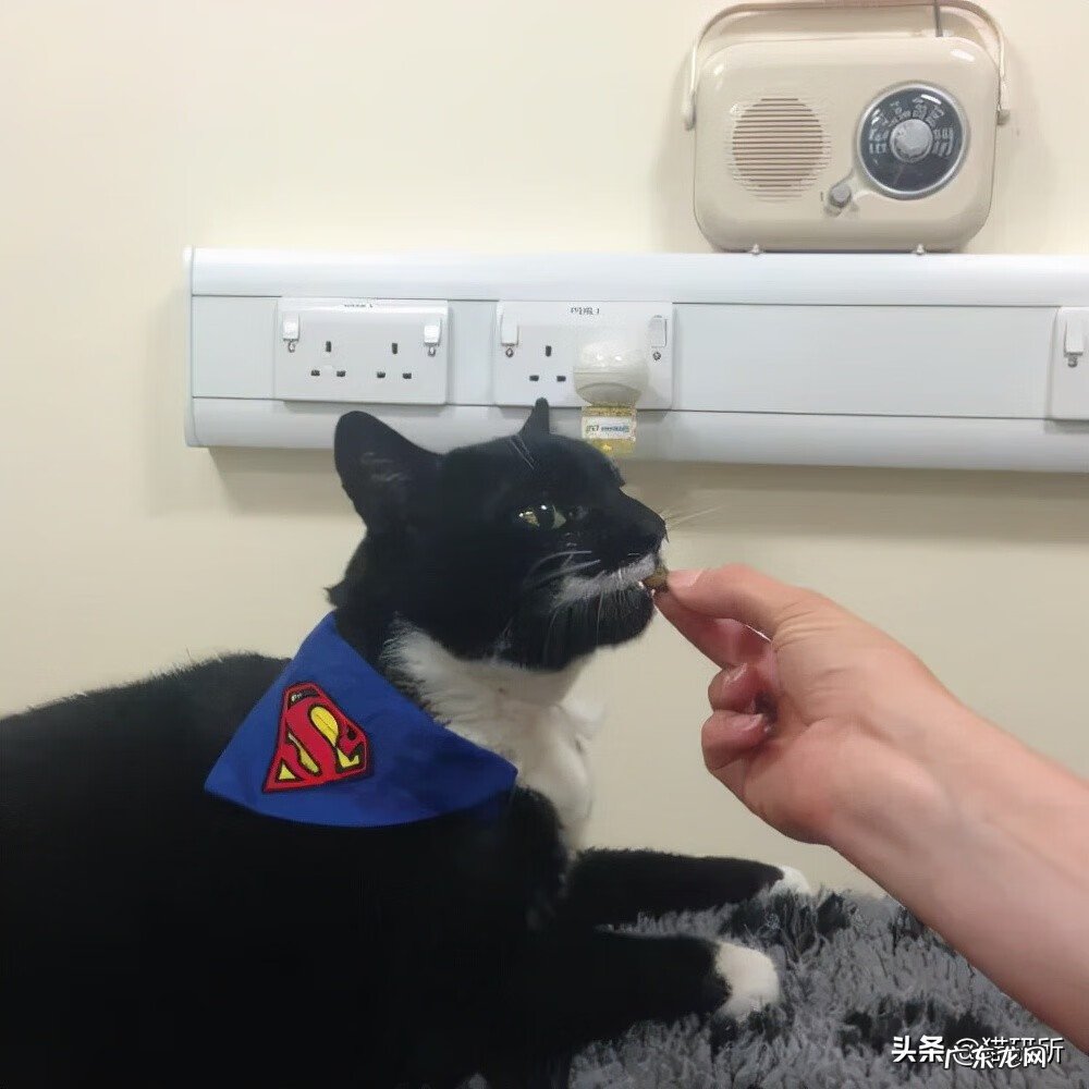 猫是属阴还是属阳 猫的属性阴性还是阳性