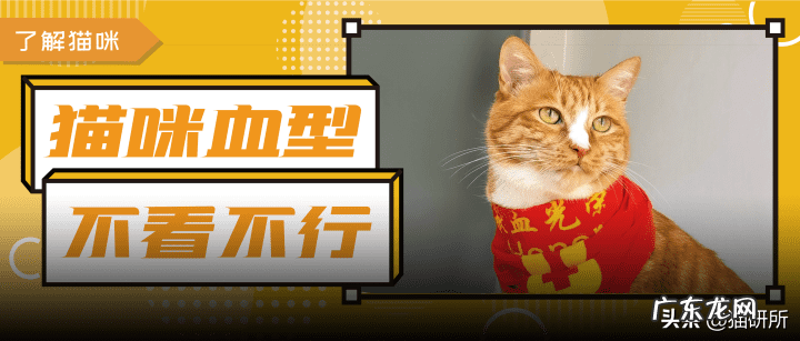 猫是属阴还是属阳 猫的属性阴性还是阳性