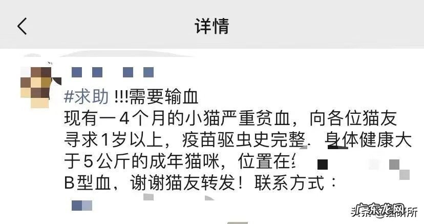 猫是属阴还是属阳 猫的属性阴性还是阳性