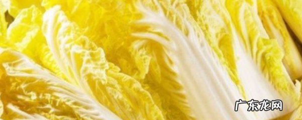 娃娃菜是蔬菜吗,娃娃菜是什么菜