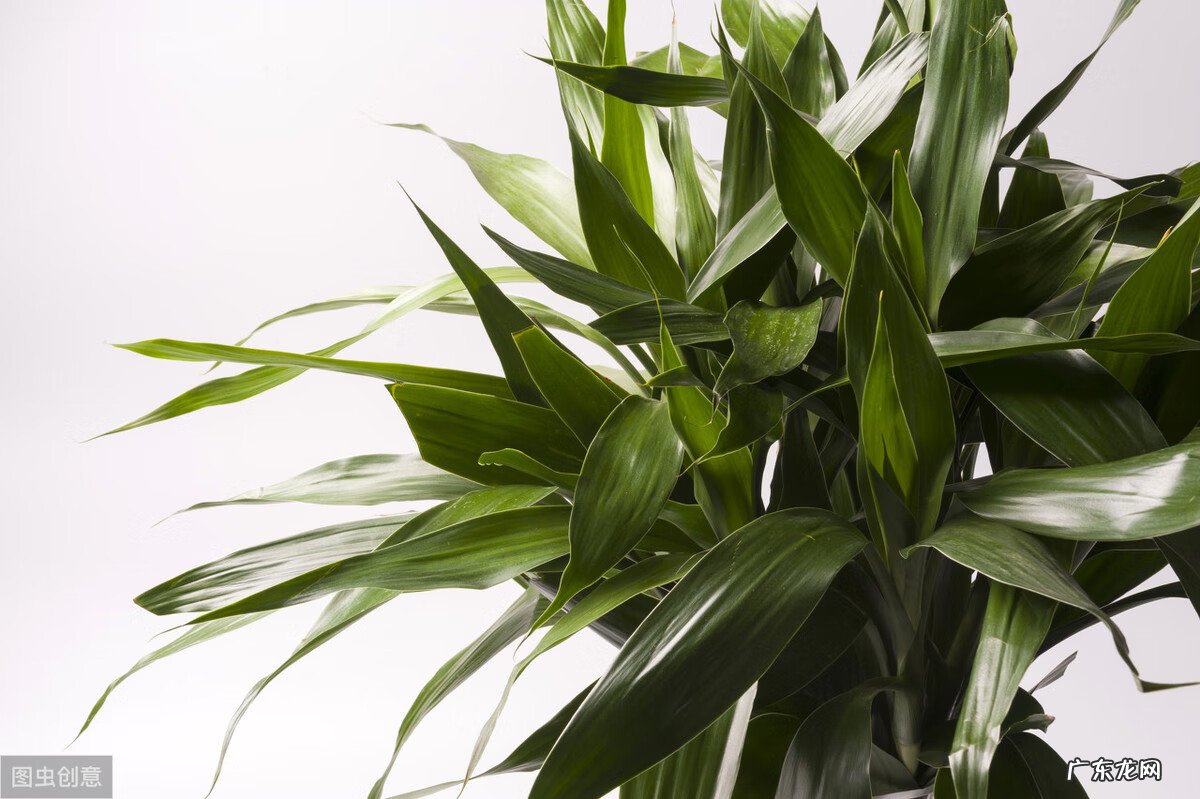 富贵竹养几只才风水好 家里富贵竹一般养几根最好