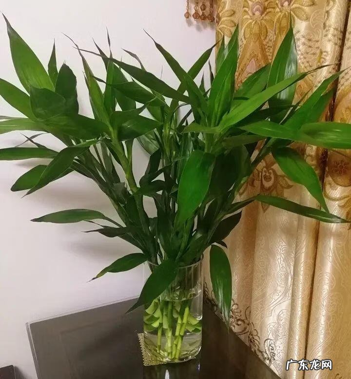 富贵竹养几只才风水好 家里富贵竹一般养几根最好