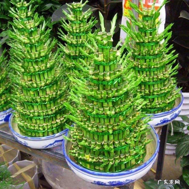 富贵竹养几只才风水好 家里富贵竹一般养几根最好