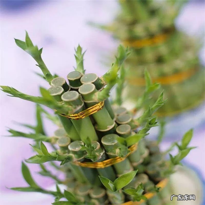 富贵竹养几只才风水好 家里富贵竹一般养几根最好