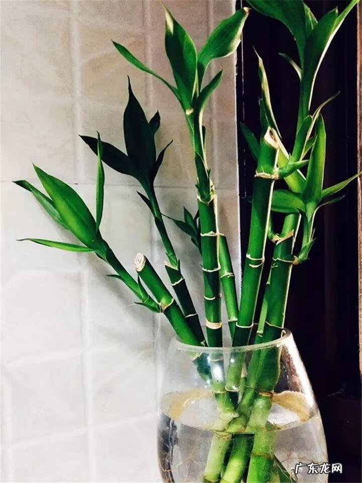 富贵竹养几只才风水好 家里富贵竹一般养几根最好