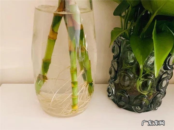 富贵竹养几只才风水好 家里富贵竹一般养几根最好