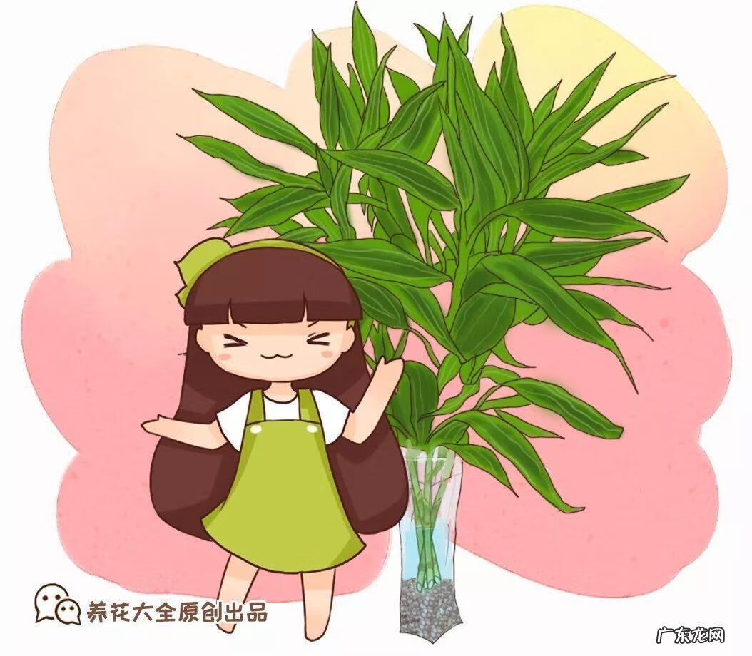 富贵竹养几只才风水好 家里富贵竹一般养几根最好