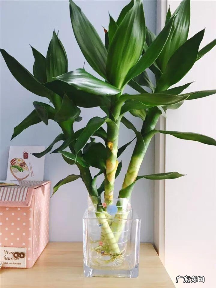 富贵竹养几只才风水好 家里富贵竹一般养几根最好