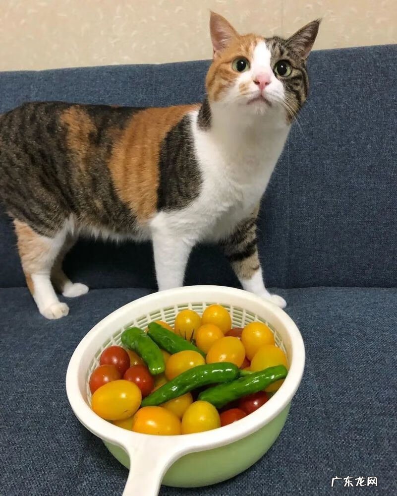 三花猫很难养 家里养三花猫