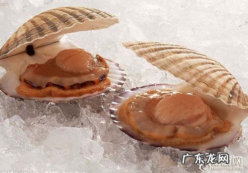 河蚌的营养价值及功效是什么 河蚌的营养与功效