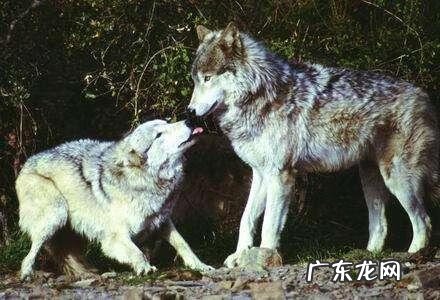 表示狼的成语 有关狼的成语有哪些