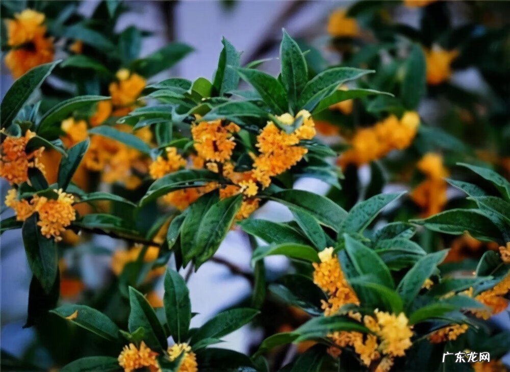 茶花的风水寓意是什么 茶花有什么风水