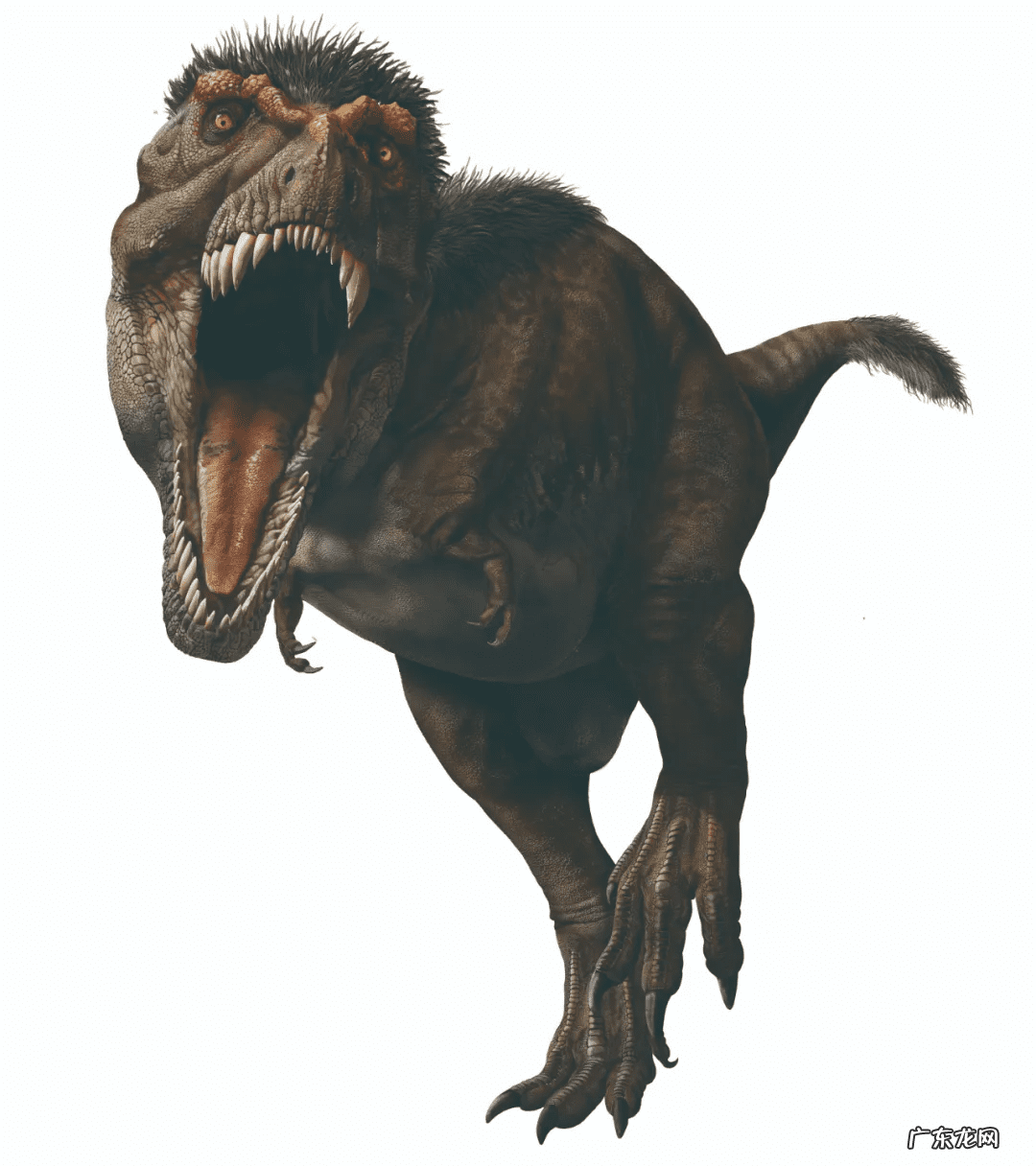 霸王龙的资料简单介绍 霸王龙的资料 真实