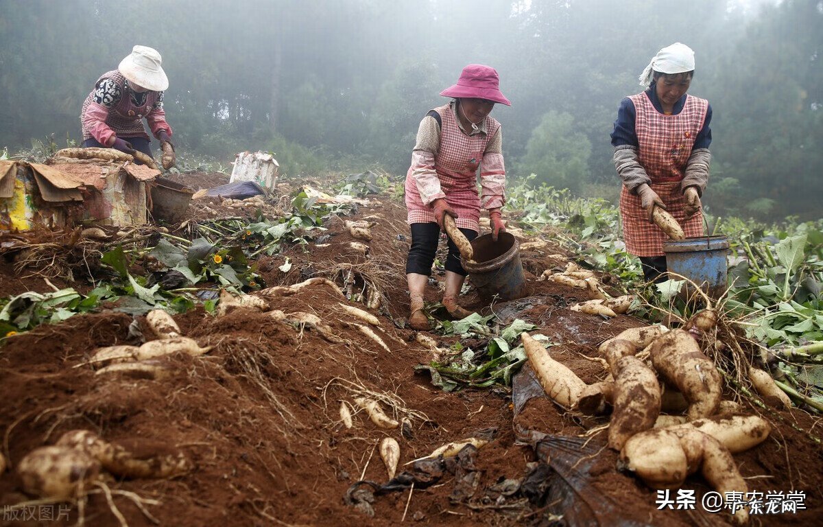 云南雪莲果 雪莲果图片
