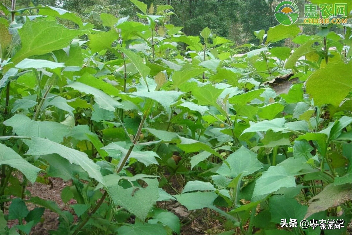 云南雪莲果 雪莲果图片
