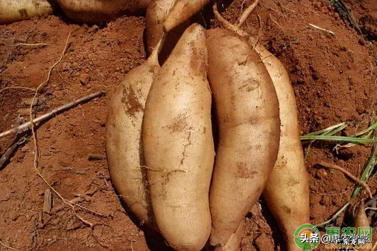 云南雪莲果 雪莲果图片