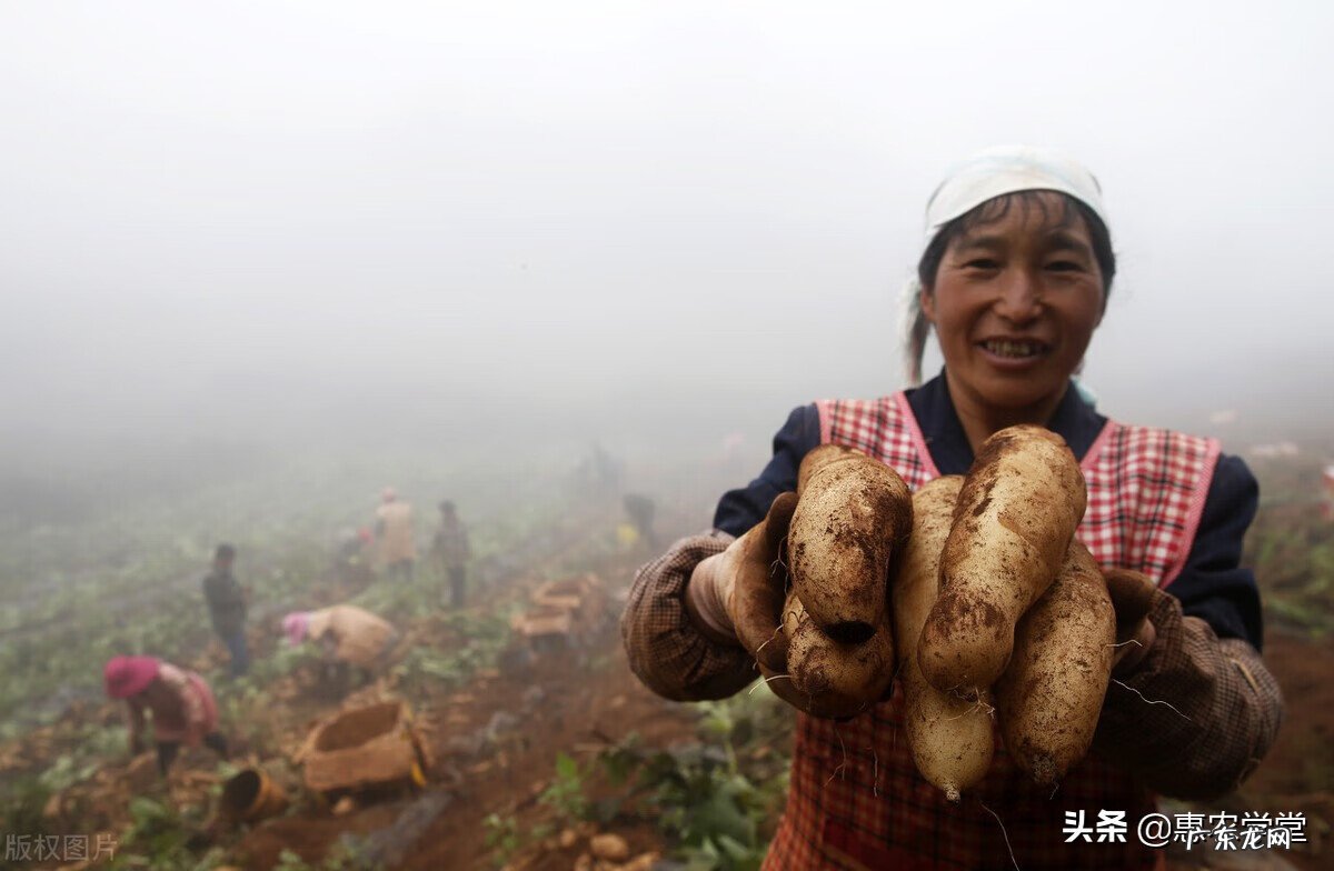 云南雪莲果 雪莲果图片