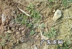 艾草和青蒿的区别图片 白蒿和艾草的区别图片大全及功效