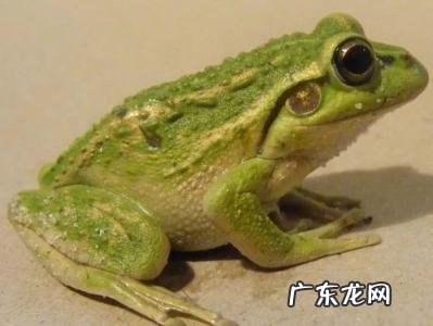 青蛙的拼音怎么读音 青蛙拼音怎么拼写声调鸭子