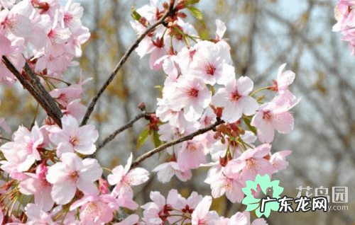 种樱花树风水好吗 樱花的寓意和风水