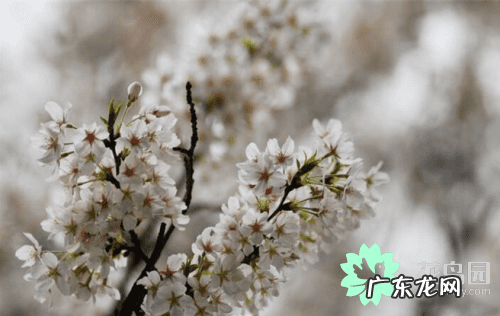 种樱花树风水好吗 樱花的寓意和风水