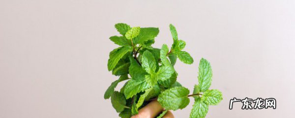 新鲜薄荷叶的吃法禁忌皮肤过敏能吃薄荷吗,薄荷叶的食用禁忌