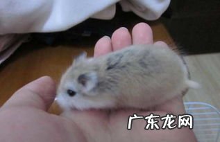 仓鼠怎么分公母图片大全 仓鼠怎么分公母看尾巴怎么画