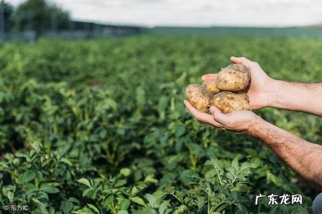 豌豆的英文 土豆的英文名怎么说