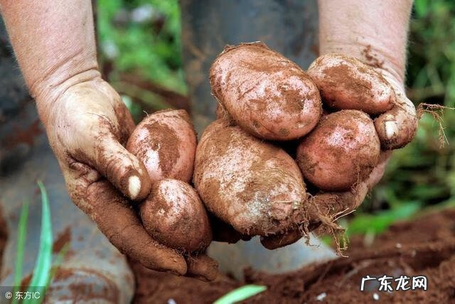 豌豆的英文 土豆的英文名怎么说