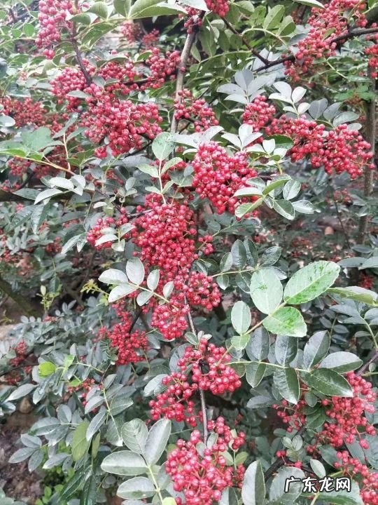 汉源县有几个乡镇 四川汉源县风水