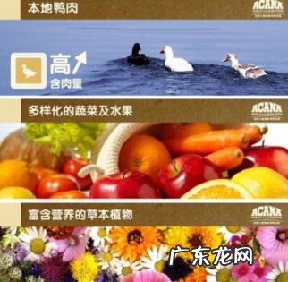 麦富迪鸭肉梨狗粮怎么样 爱肯拿鸭肉梨狗粮怎么样啊