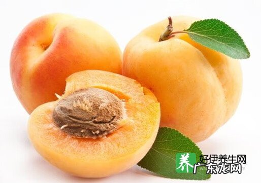 杏子的功效与作用及食用方法 杏的功效与作用是什么