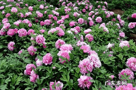 屋后栽榆树风水好吗 房后有榆树风水好不好