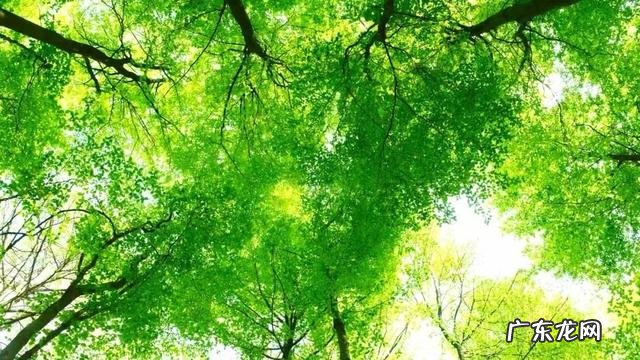 团队凝聚力 凝聚力和团队精神