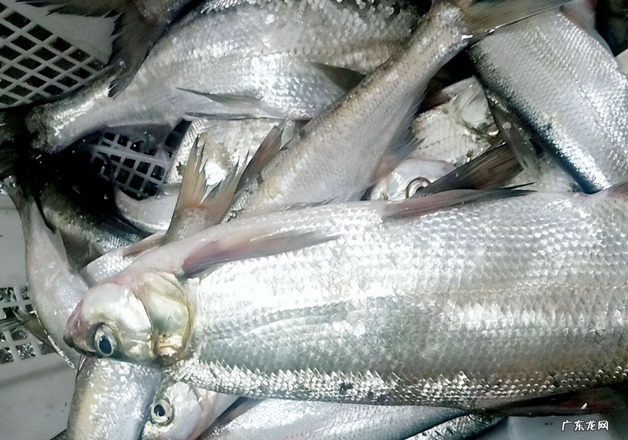 14分钟钓40条鱼 高地杂鱼群在哪