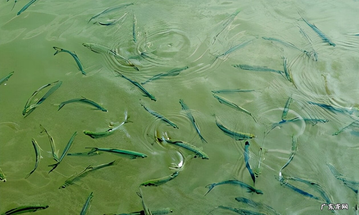 14分钟钓40条鱼 高地杂鱼群在哪