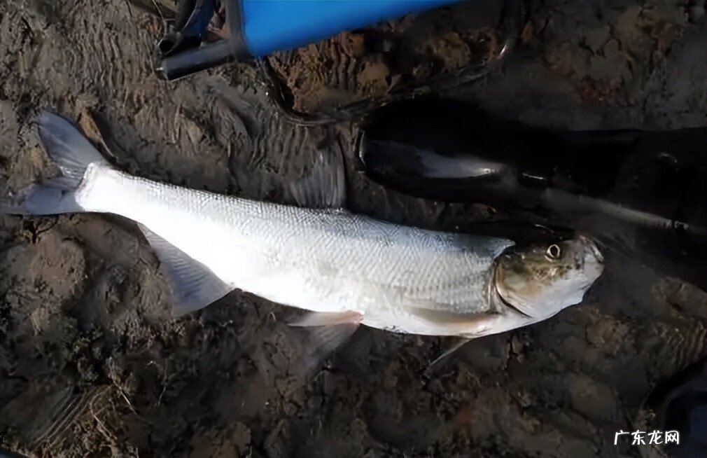 14分钟钓40条鱼 高地杂鱼群在哪