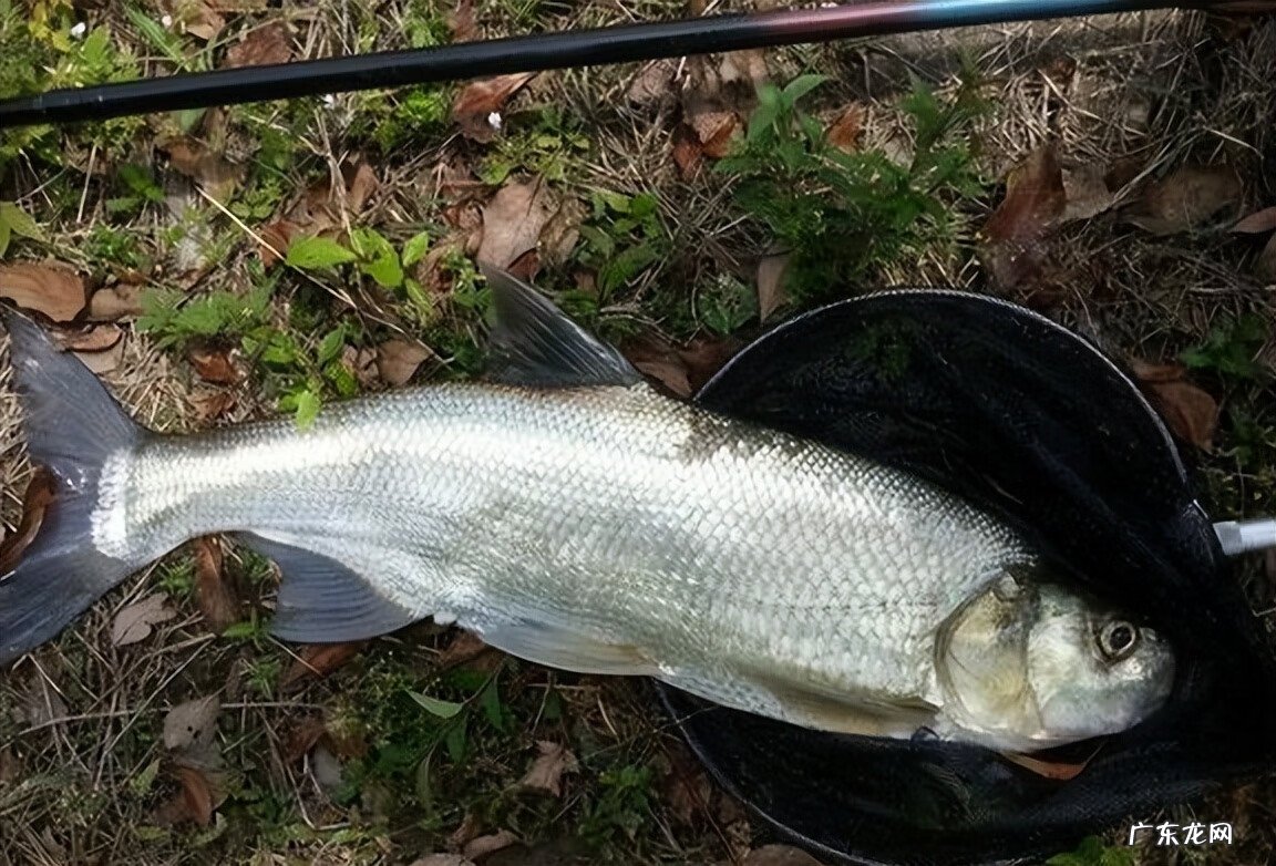 14分钟钓40条鱼 高地杂鱼群在哪