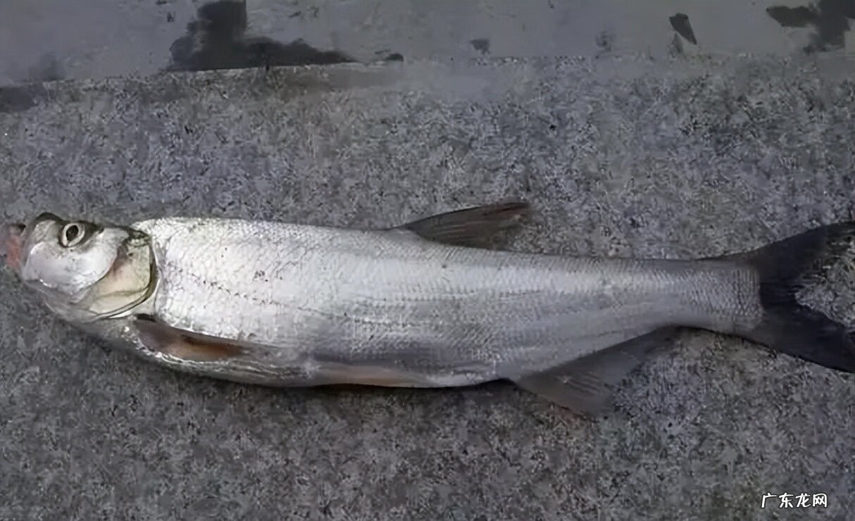 14分钟钓40条鱼 高地杂鱼群在哪