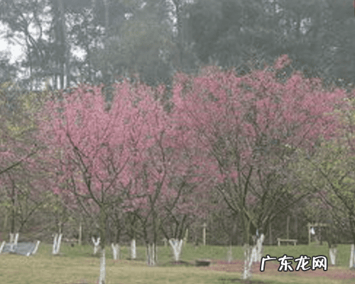 南宁青秀山现象解读 南宁青秀山风水地势