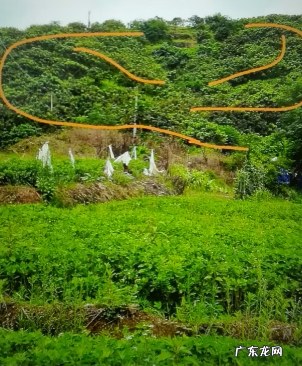 流年冲开墓库 风水倒冲墓库详解