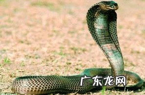 风水罗盘哪种品牌好 风水罗盘哪家质量好