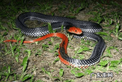 风水罗盘哪种品牌好 风水罗盘哪家质量好